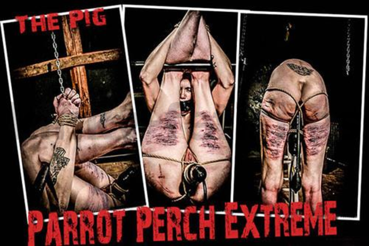 Brutal BDSM Pig – Parrot Perch Extreme (130415)