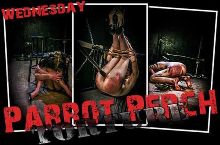 Brutal Master Wednesday – Parrot Perch Torture (02.16.17)