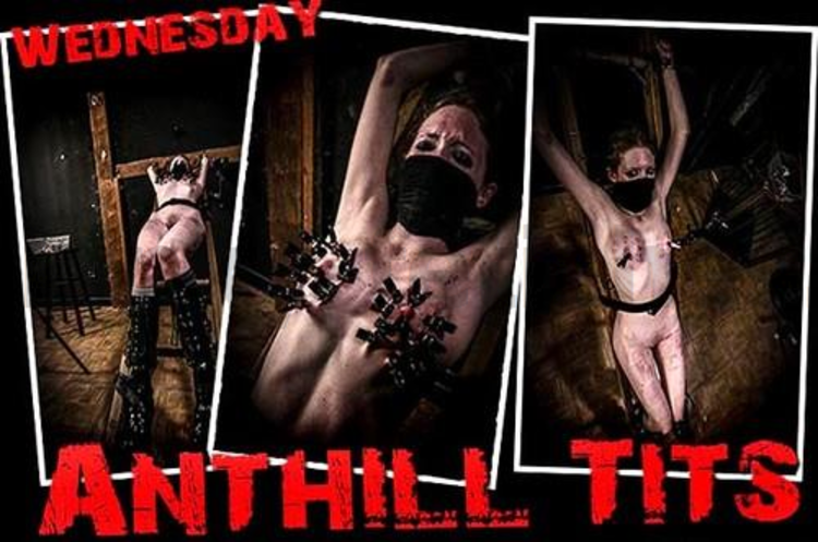 Brutal Master Wednesday – Anthill Tits (12.28.17)