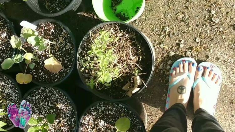 Foot model bellas flip flops gardening tour(porn)