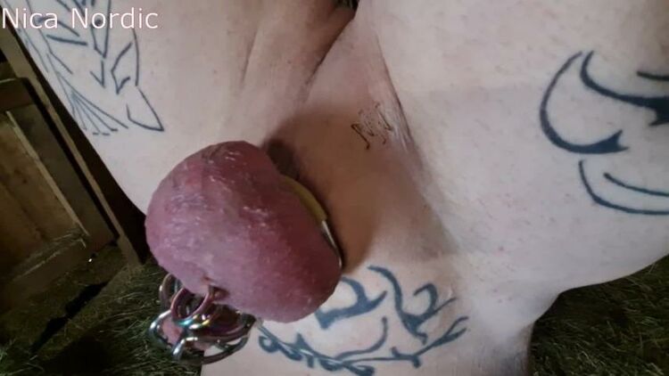 Nica Nordic - Branding On The Scrotum - FullHD 1080p