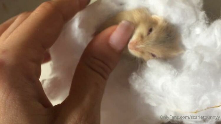 ScarletBunny / Onlyfans Scarletbunnyy - look at my new pet its a beauty i am happy with her hamster 03-07-2020 - Fetish [updated: 2024-01-14]