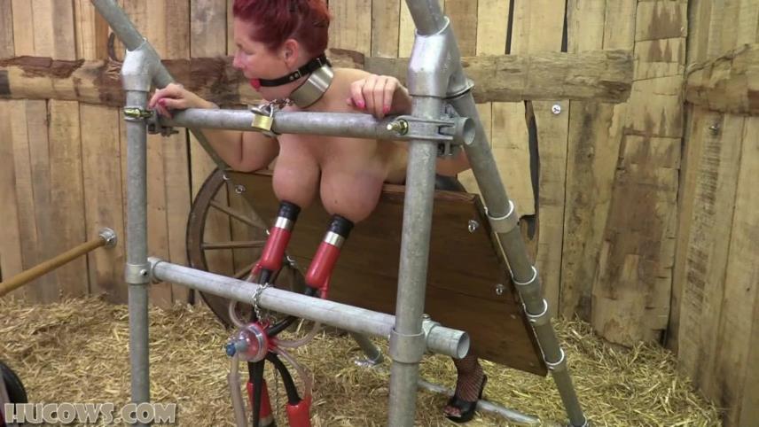 Hucows – Manuela – moved to the barn [updated: 2024-09-08]